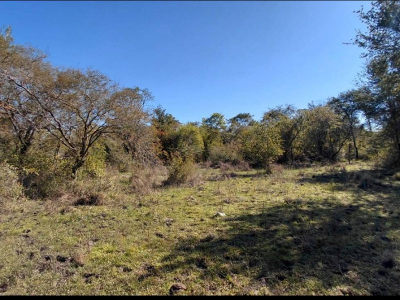 Vendo campito en colonia Amadeo ..!