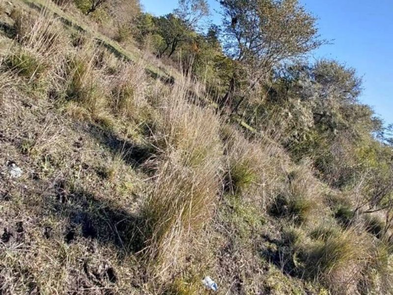 Vendo campito en colonia Amadeo ..!